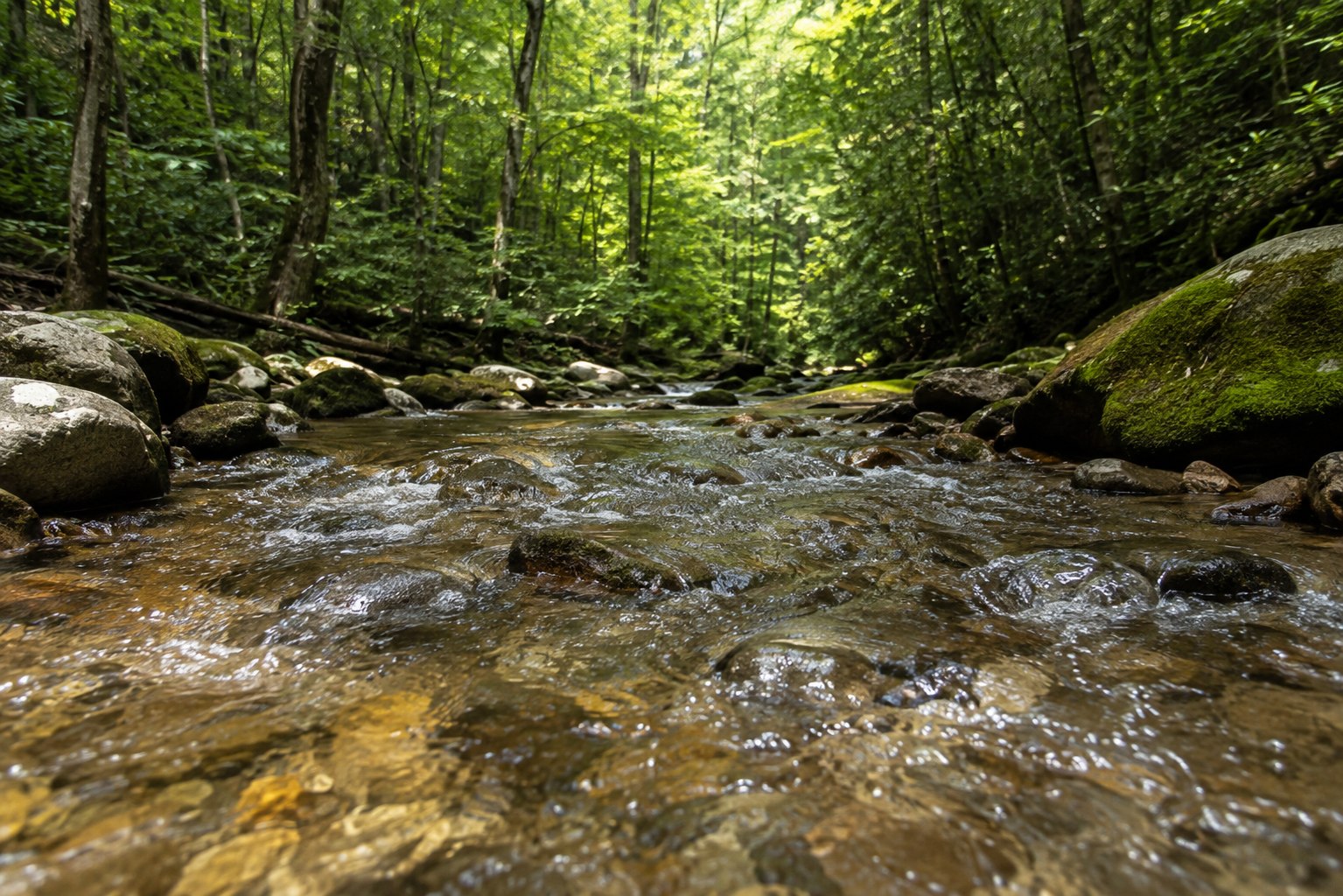 Freshwater biomonitoring