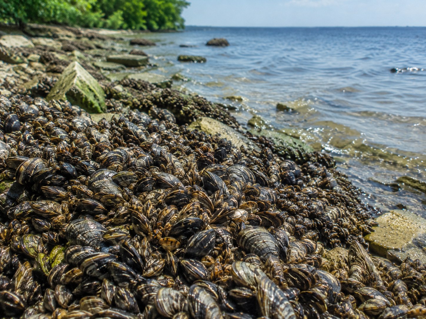 Invasive species monitoring