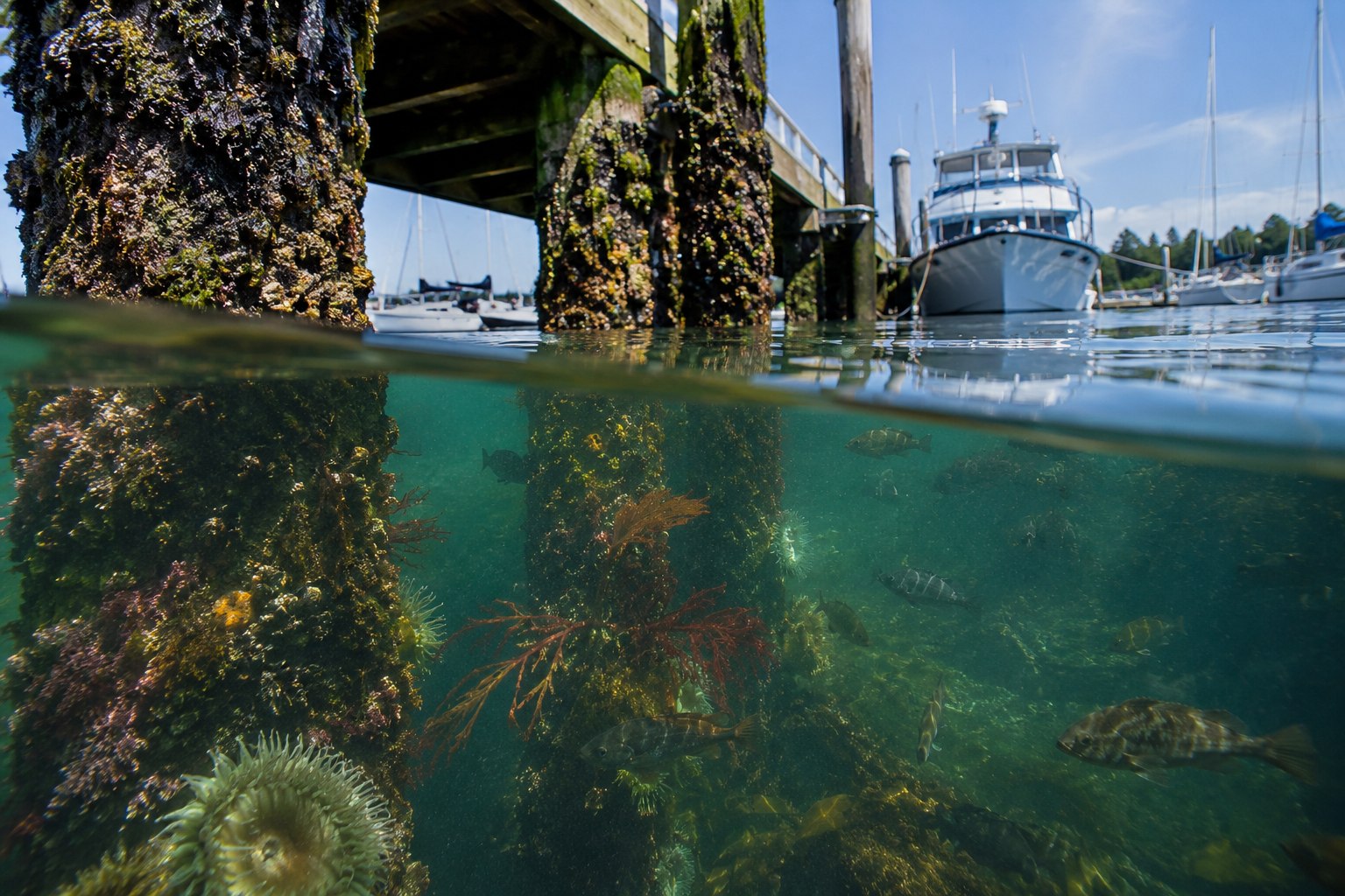 Marine biomonitoring