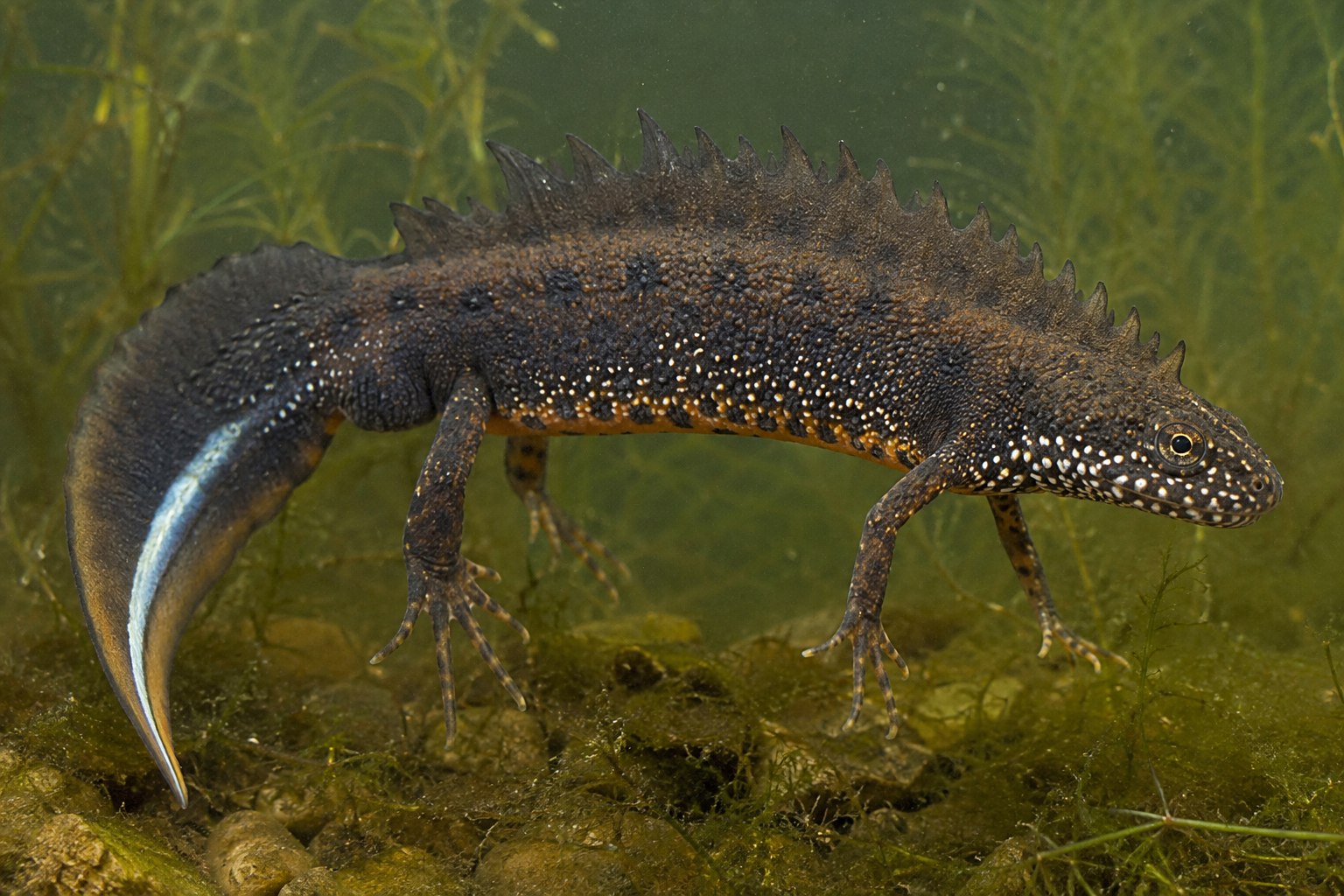 Great crested newt underwater
